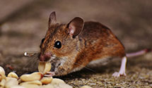 24 Hour & Emergency Exterminators in Saint Stephens Church, VA